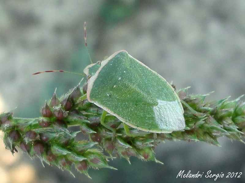 Neanidi di Nezara viridula?